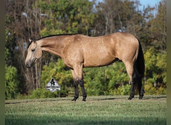 American Quarter Horse, Gelding, 5 years, 15.2 hh, Buckskin