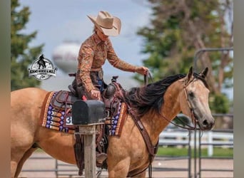 American Quarter Horse, Gelding, 5 years, 15.2 hh, Buckskin