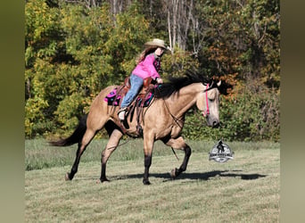 American Quarter Horse, Gelding, 5 years, 15.2 hh, Buckskin