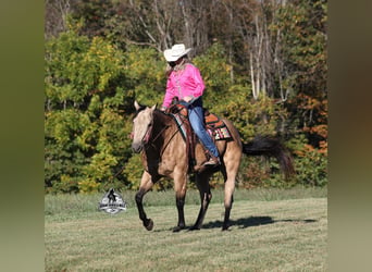 American Quarter Horse, Gelding, 5 years, 15.2 hh, Buckskin