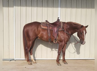 American Quarter Horse, Gelding, 5 years, 15.2 hh, Chestnut-Red