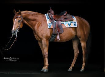 American Quarter Horse, Gelding, 5 years, 15.2 hh, Chestnut-Red