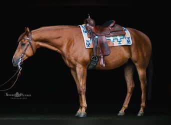 American Quarter Horse, Gelding, 5 years, 15.2 hh, Chestnut-Red