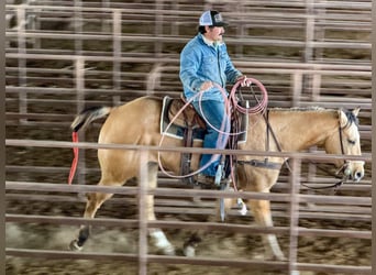 American Quarter Horse, Gelding, 5 years, 15.2 hh, Dun