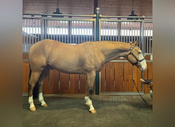 American Quarter Horse, Gelding, 5 years, 15.2 hh, Dun