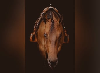 American Quarter Horse, Gelding, 5 years, 15,2 hh, Dun