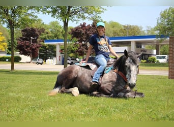 American Quarter Horse, Gelding, 5 years, 15.2 hh, Gray