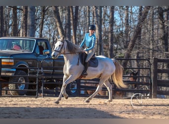 American Quarter Horse Mix, Gelding, 5 years, 15,2 hh, Gray