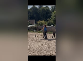 American Quarter Horse, Gelding, 5 years, 15.2 hh, Grey-Blue-Tan