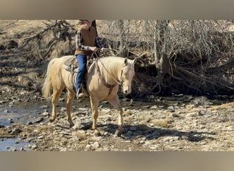American Quarter Horse, Gelding, 5 years, 15.2 hh, Palomino
