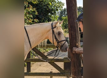 American Quarter Horse, Gelding, 5 years, 15,2 hh, Palomino