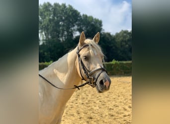 American Quarter Horse, Gelding, 5 years, 15,2 hh, Palomino