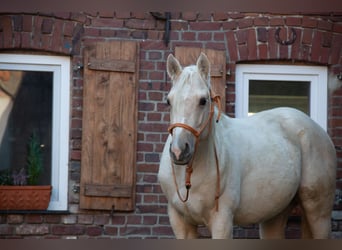 American Quarter Horse, Gelding, 5 years, 15,2 hh, Palomino