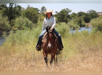 American Quarter Horse, Gelding, 5 years, 15.2 hh, Roan-Bay