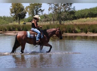 American Quarter Horse, Gelding, 5 years, 15.2 hh, Roan-Bay