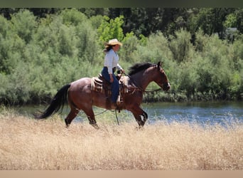 American Quarter Horse, Gelding, 5 years, 15.2 hh, Roan-Bay