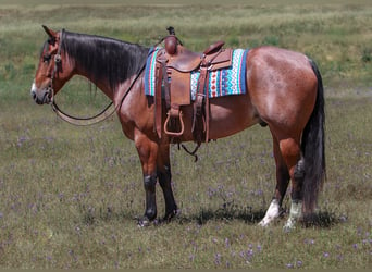 American Quarter Horse, Gelding, 5 years, 15.2 hh, Roan-Bay