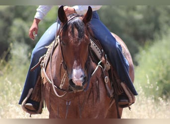 American Quarter Horse, Gelding, 5 years, 15.2 hh, Roan-Bay