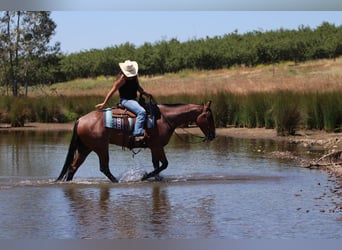 American Quarter Horse, Gelding, 5 years, 15.2 hh, Roan-Bay