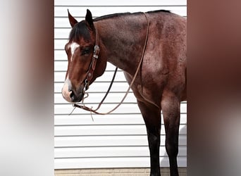 American Quarter Horse, Gelding, 5 years, 15.2 hh, Roan-Bay