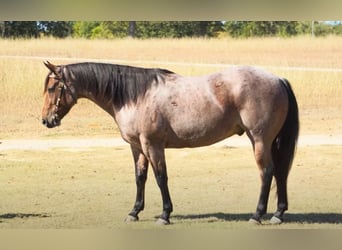American Quarter Horse, Gelding, 5 years, 15.2 hh, Roan-Bay