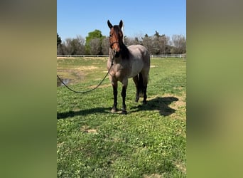 American Quarter Horse, Gelding, 5 years, 15.2 hh, Roan-Bay