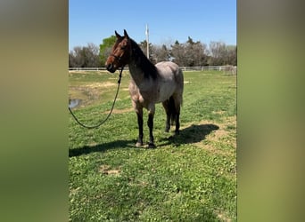 American Quarter Horse, Gelding, 5 years, 15.2 hh, Roan-Bay