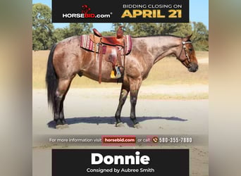American Quarter Horse, Gelding, 5 years, 15.2 hh, Roan-Bay