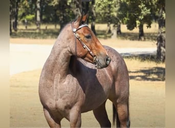 American Quarter Horse, Gelding, 5 years, 15.2 hh, Roan-Bay
