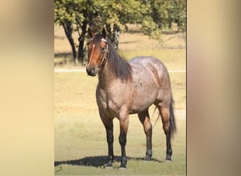 American Quarter Horse, Gelding, 5 years, 15.2 hh, Roan-Bay