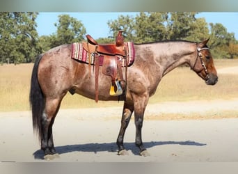 American Quarter Horse, Gelding, 5 years, 15.2 hh, Roan-Bay