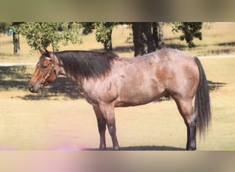 American Quarter Horse, Gelding, 5 years, 15.2 hh, Roan-Bay