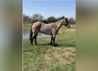 American Quarter Horse, Gelding, 5 years, 15.2 hh, Roan-Bay