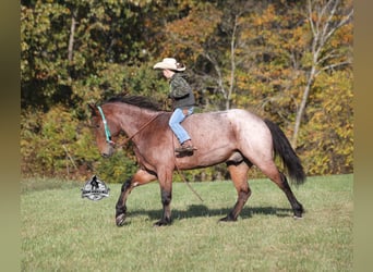 American Quarter Horse, Gelding, 5 years, 15.2 hh, Roan-Bay