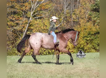 American Quarter Horse, Gelding, 5 years, 15.2 hh, Roan-Bay
