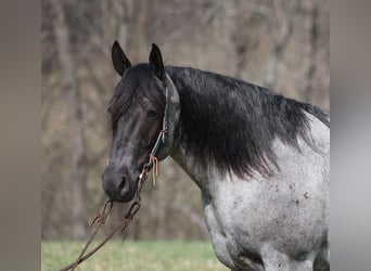 American Quarter Horse, Gelding, 5 years, 15.2 hh, Roan-Blue