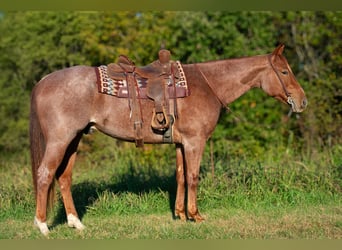 American Quarter Horse, Gelding, 5 years, 15,2 hh, Roan-Red