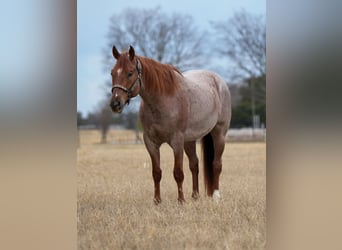 American Quarter Horse, Gelding, 5 years, 15.2 hh, Roan-Red