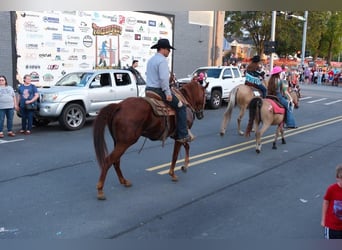 American Quarter Horse, Gelding, 5 years, 15.2 hh, Sorrel