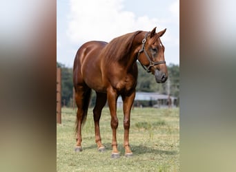 American Quarter Horse, Gelding, 5 years, 15.2 hh, Sorrel