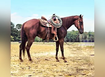 American Quarter Horse, Gelding, 5 years, 15.2 hh, Sorrel
