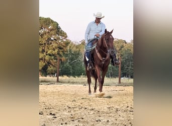 American Quarter Horse, Gelding, 5 years, 15.2 hh, Sorrel