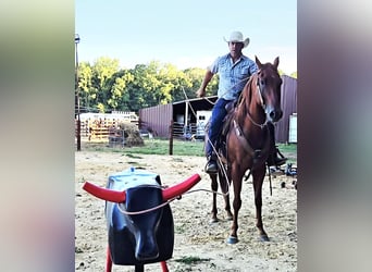 American Quarter Horse, Gelding, 5 years, 15.2 hh, Sorrel
