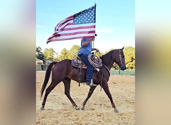 American Quarter Horse, Gelding, 5 years, 15.2 hh, Sorrel
