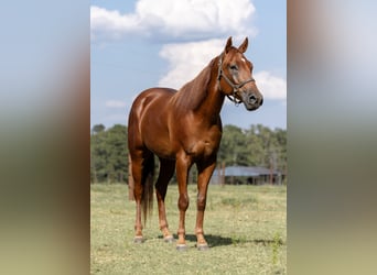 American Quarter Horse, Gelding, 5 years, 15.2 hh, Sorrel