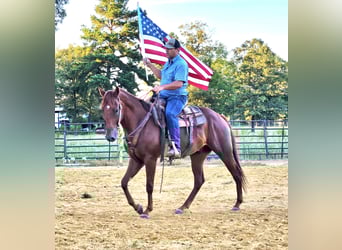 American Quarter Horse, Gelding, 5 years, 15.2 hh, Sorrel