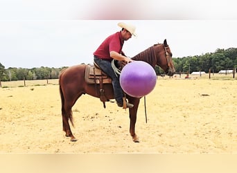 American Quarter Horse, Gelding, 5 years, 15.2 hh, Sorrel