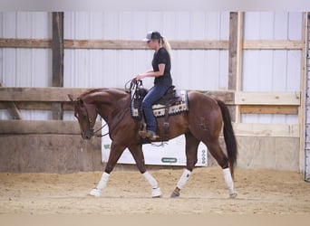American Quarter Horse, Gelding, 5 years, 15.2 hh, Sorrel