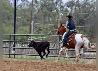 American Quarter Horse, Gelding, 5 years, 15.2 hh, Tobiano-all-colors