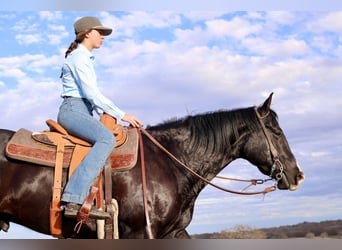 American Quarter Horse, Gelding, 5 years, 15.3 hh, Black